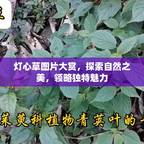 燈心草圖片大賞，探索自然之美，領略獨特魅力