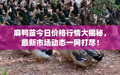 麻鴨苗今日價(jià)格行情大揭秘，最新市場(chǎng)動(dòng)態(tài)一網(wǎng)打盡！