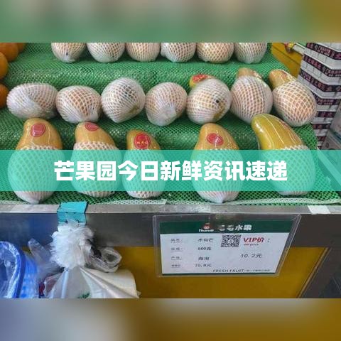 芒果園今日新鮮資訊速遞