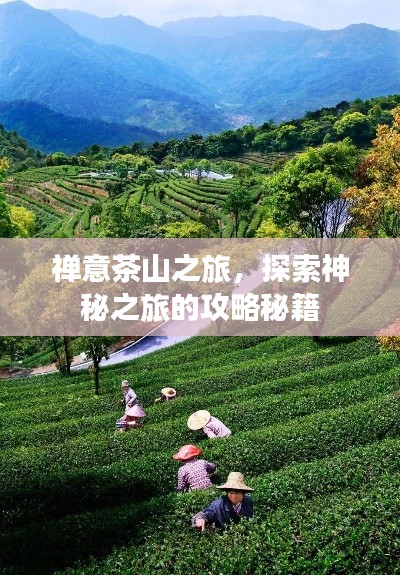 禪意茶山之旅，探索神秘之旅的攻略秘籍