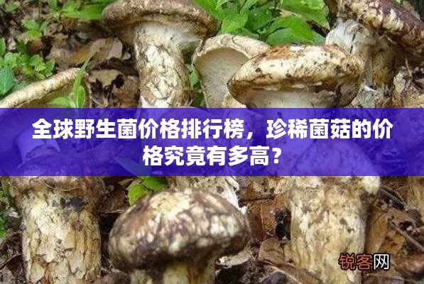 全球野生菌價(jià)格排行榜，珍稀菌菇的價(jià)格究竟有多高？