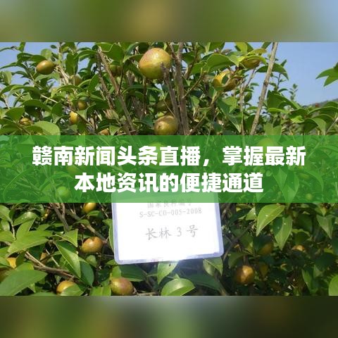 贛南新聞頭條直播，掌握最新本地資訊的便捷通道