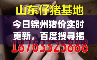 今日錦州豬價(jià)實(shí)時(shí)更新，百度搜尋揭示最新市場(chǎng)動(dòng)態(tài)