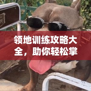 領(lǐng)地訓(xùn)練攻略大全，助你輕松掌握最新訓(xùn)練技巧！