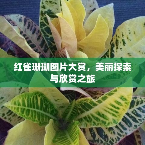 紅雀珊瑚圖片大賞，美麗探索與欣賞之旅