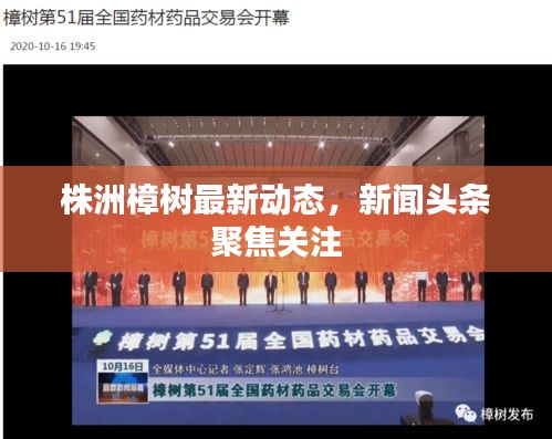 株洲樟樹最新動(dòng)態(tài)，新聞?lì)^條聚焦關(guān)注