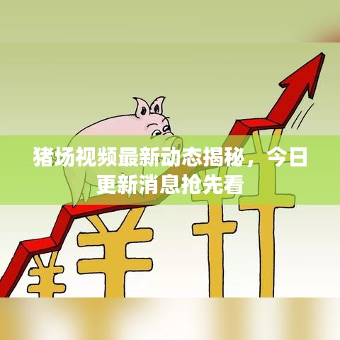 豬場(chǎng)視頻最新動(dòng)態(tài)揭秘，今日更新消息搶先看