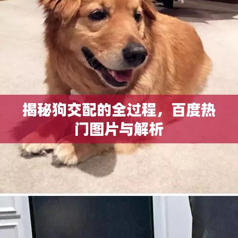 揭秘狗交配的全過程，百度熱門圖片與解析