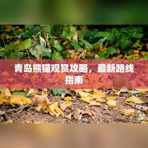 青島熊貓觀賞攻略，最新路線指南