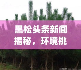 黑松頭條新聞揭秘，環(huán)境挑戰(zhàn)背后的故事