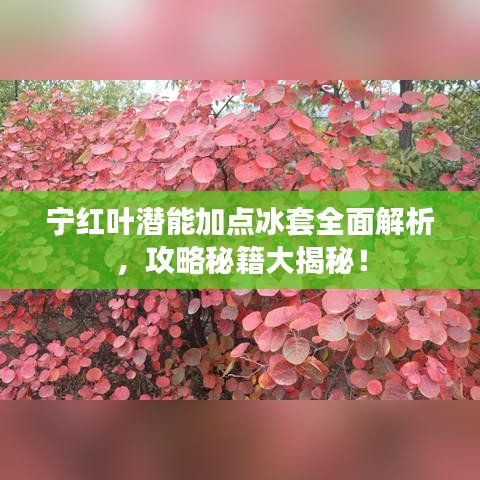 寧紅葉潛能加點(diǎn)冰套全面解析，攻略秘籍大揭秘！