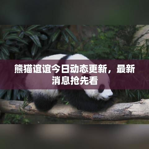 熊貓誼誼今日動態(tài)更新，最新消息搶先看