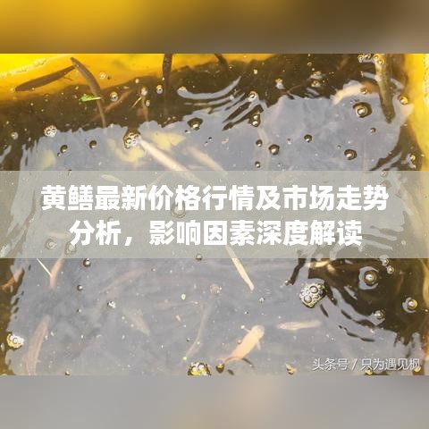黃鱔最新價格行情及市場走勢分析，影響因素深度解讀