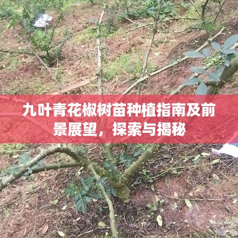 九葉青花椒樹苗種植指南及前景展望，探索與揭秘