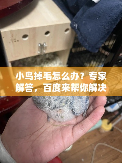 小鳥掉毛怎么辦？專家解答，百度來幫你解決疑惑！