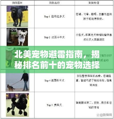 北美寵物避雷指南，揭秘排名前十的寵物選擇