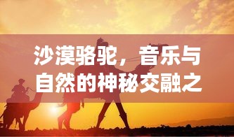 沙漠駱駝，音樂與自然的神秘交融之旅