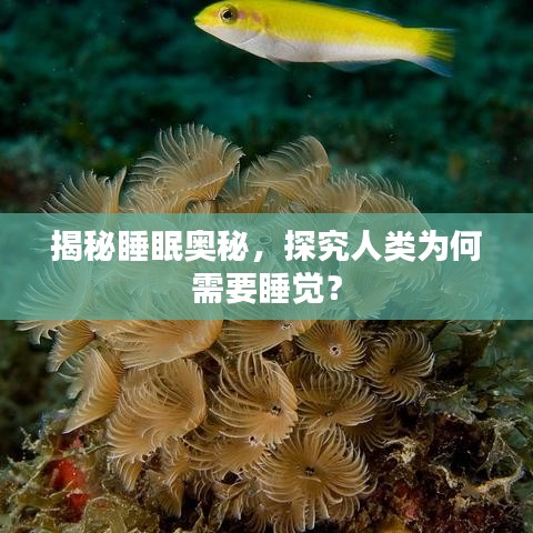揭秘睡眠奧秘，探究人類為何需要睡覺(jué)？