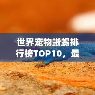 世界寵物蜥蜴排行榜TOP10，最受歡迎的寵物蜥蜴盤點