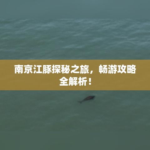南京江豚探秘之旅，暢游攻略全解析！