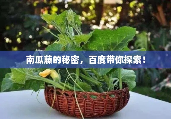 南瓜藤的秘密，百度帶你探索！