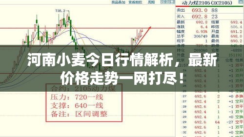 河南小麥今日行情解析，最新價格走勢一網(wǎng)打盡！
