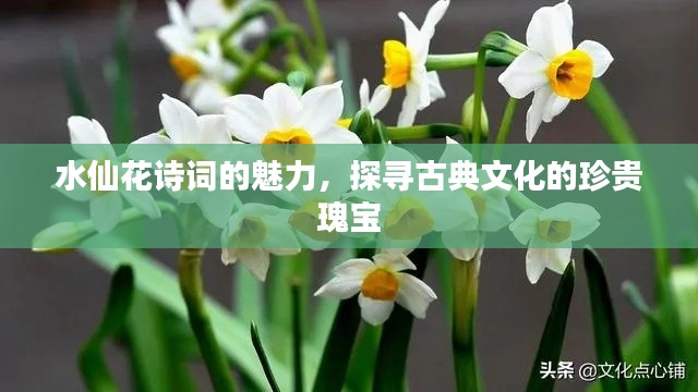 水仙花詩詞的魅力，探尋古典文化的珍貴瑰寶