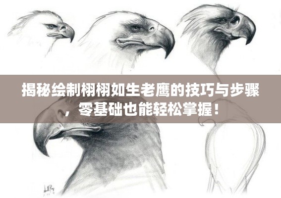 揭秘繪制栩栩如生老鷹的技巧與步驟，零基礎(chǔ)也能輕松掌握！