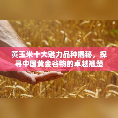 黃玉米十大魅力品種揭秘，探尋中國黃金谷物的卓越翹楚