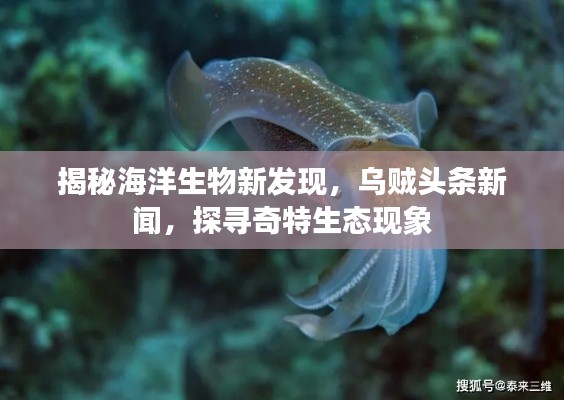 揭秘海洋生物新發(fā)現(xiàn)，烏賊頭條新聞，探尋奇特生態(tài)現(xiàn)象