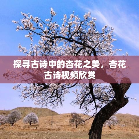 探尋古詩中的杏花之美，杏花古詩視頻欣賞