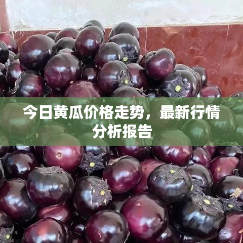 今日黃瓜價(jià)格走勢，最新行情分析報(bào)告