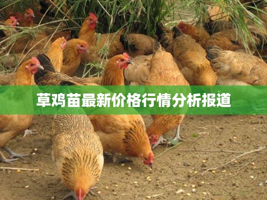草雞苗最新價(jià)格行情分析報(bào)道