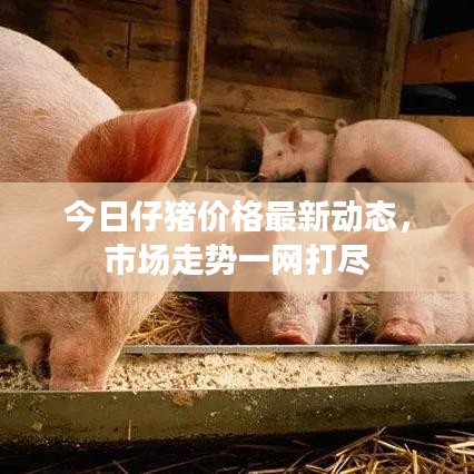 今日仔豬價(jià)格最新動(dòng)態(tài)，市場走勢(shì)一網(wǎng)打盡