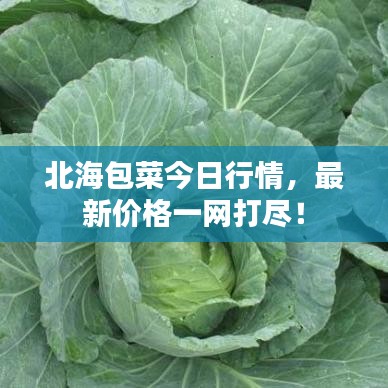 北海包菜今日行情，最新價(jià)格一網(wǎng)打盡！