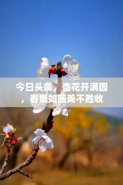 今日頭條，杏花開(kāi)滿園，春景如畫(huà)美不勝收