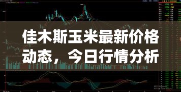 佳木斯玉米最新價格動態(tài)，今日行情分析與市場趨勢解讀