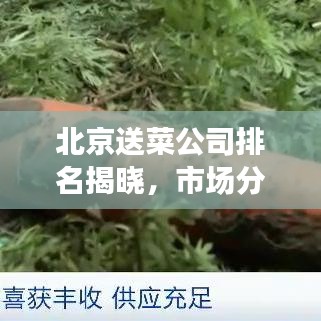 北京送菜公司排名揭曉，市場分析與趨勢解讀
