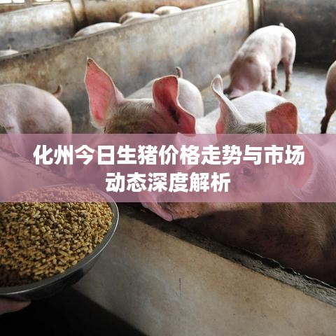 化州今日生豬價(jià)格走勢(shì)與市場(chǎng)動(dòng)態(tài)深度解析