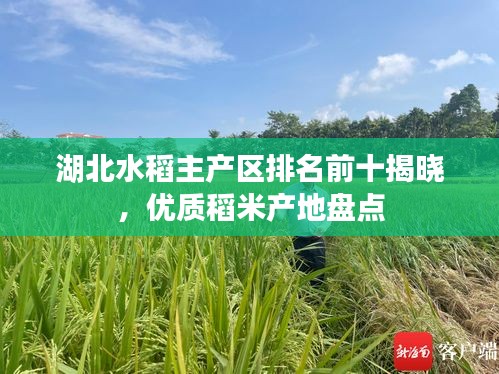 湖北水稻主產(chǎn)區(qū)排名前十揭曉，優(yōu)質(zhì)稻米產(chǎn)地盤點