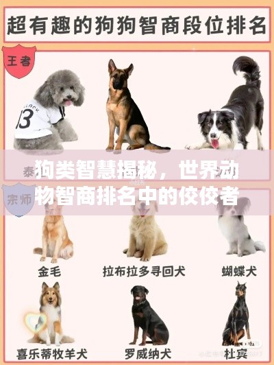 狗類智慧揭秘，世界動物智商排名中的佼佼者