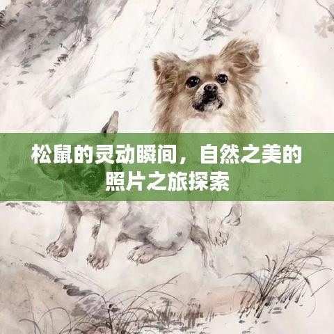 松鼠的靈動瞬間，自然之美的照片之旅探索