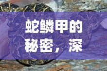 蛇鱗甲的秘密，深入探索與直觀展示揭秘