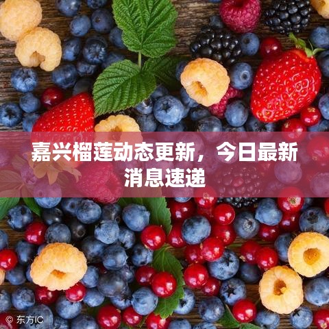 嘉興榴蓮動(dòng)態(tài)更新，今日最新消息速遞