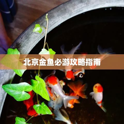 北京金魚必游攻略指南