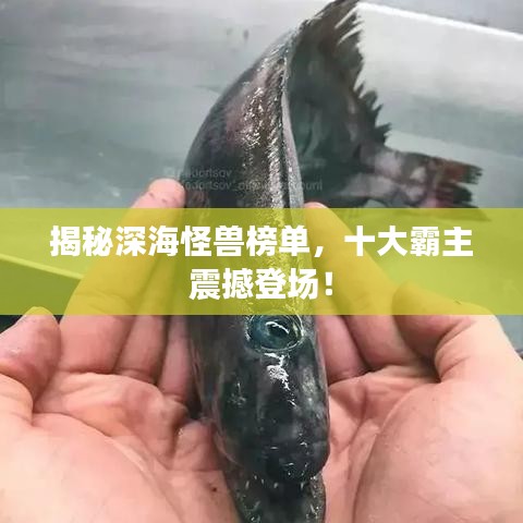 揭秘深海怪獸榜單，十大霸主震撼登場(chǎng)！