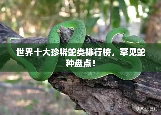 世界十大珍稀蛇類排行榜，罕見(jiàn)蛇種盤點(diǎn)！