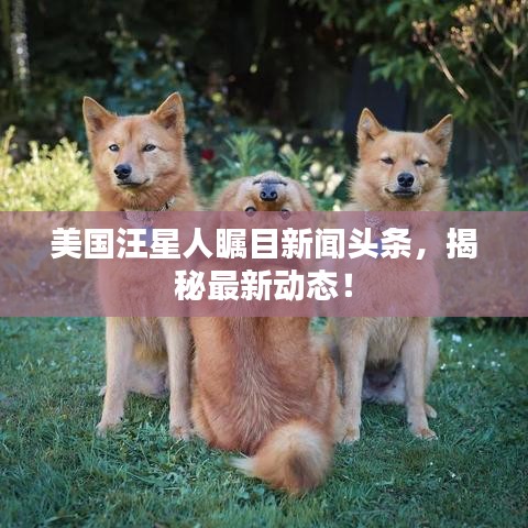 美國汪星人矚目新聞頭條，揭秘最新動態(tài)！