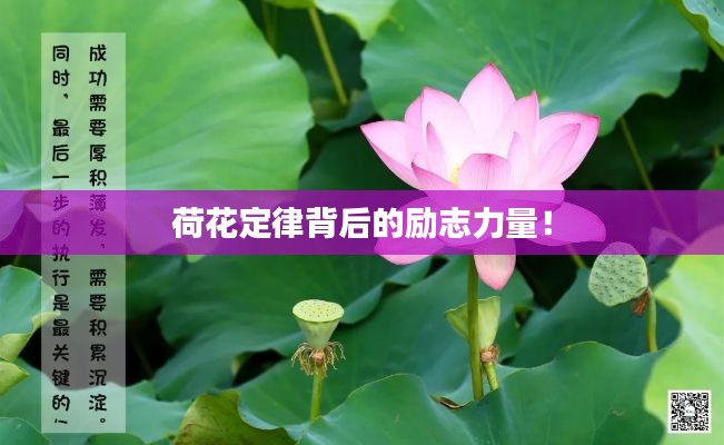 荷花定律背后的勵志力量！