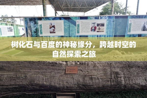 樹(shù)化石與百度的神秘緣分，跨越時(shí)空的自然探索之旅